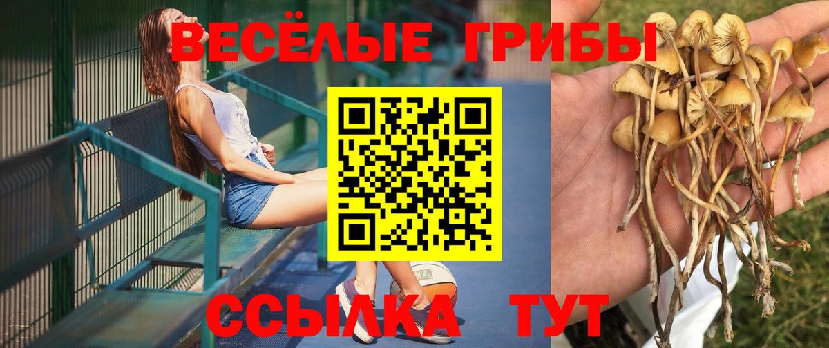Псилоцибиновые грибы Cubensis  Галлюциногенные грибы прущие грибы  Елец  Вход с VPN 